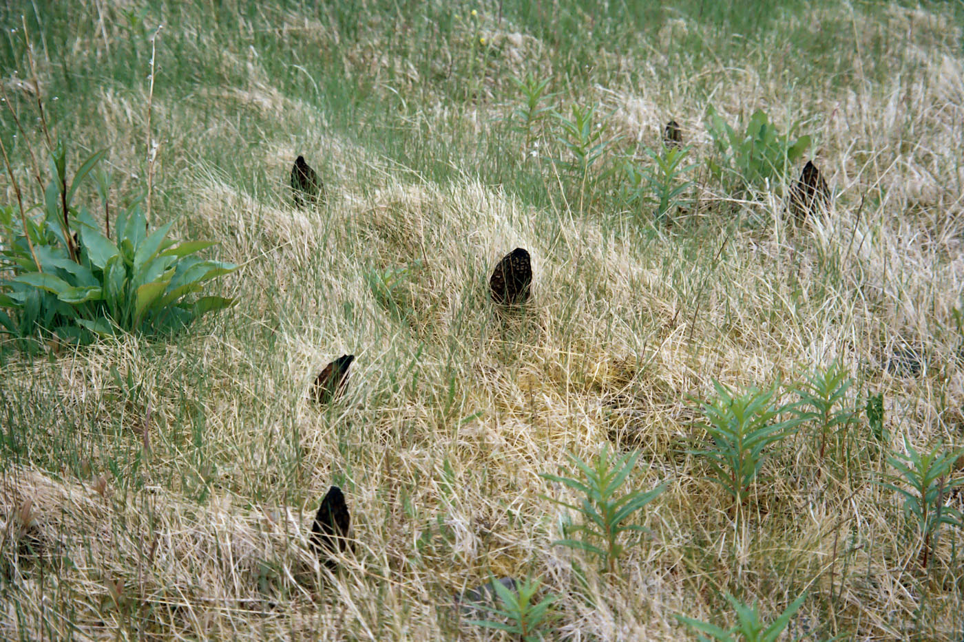 Дальние Зеленцы, image of landscape/habitat.