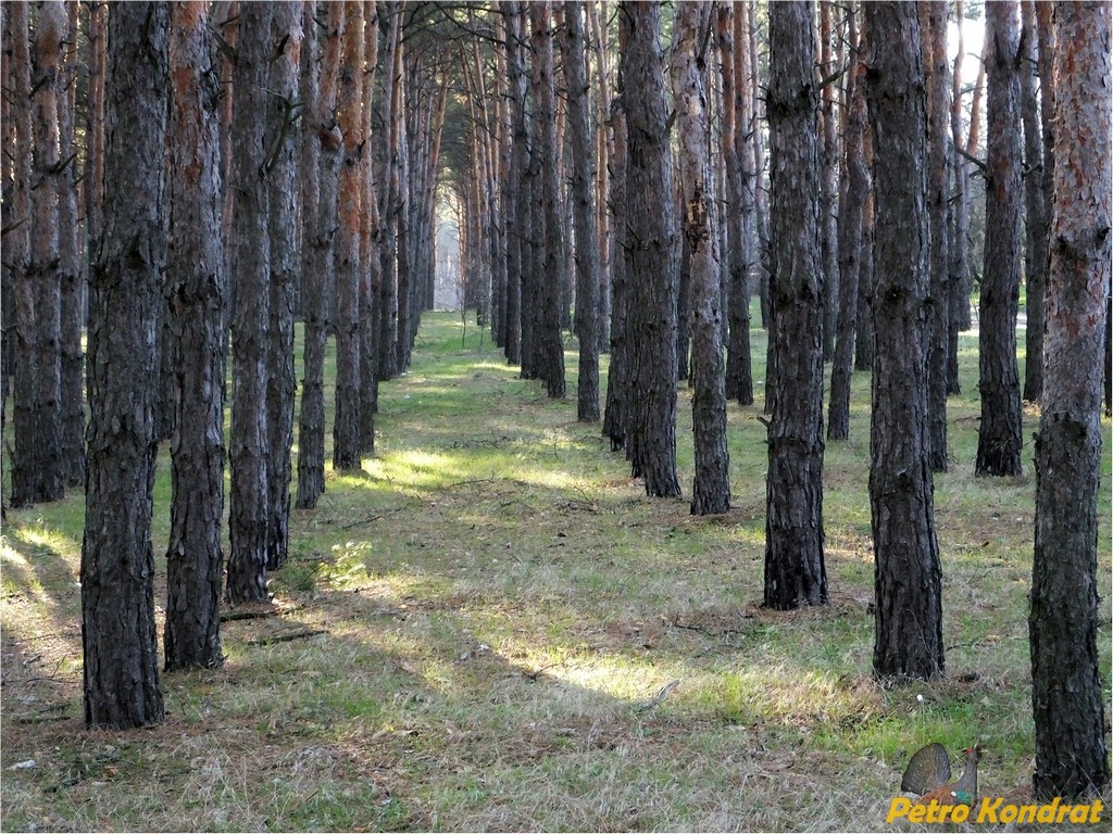Харчатовский лес, image of landscape/habitat.