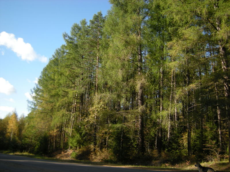 Рощино (Линдуловская роща), image of landscape/habitat.