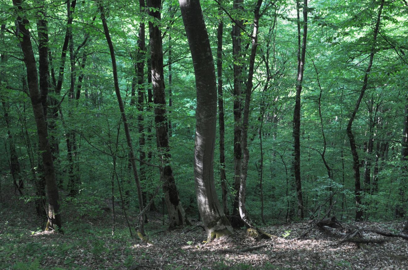Долина ручья Сюк, image of landscape/habitat.