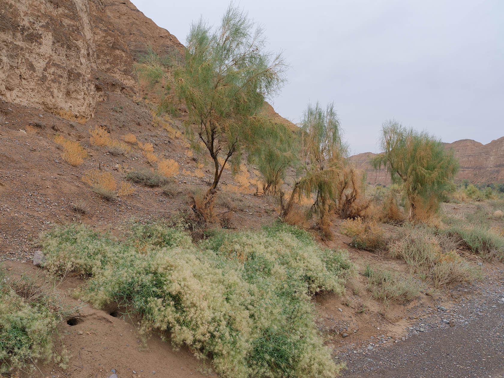 Чарын, image of landscape/habitat.