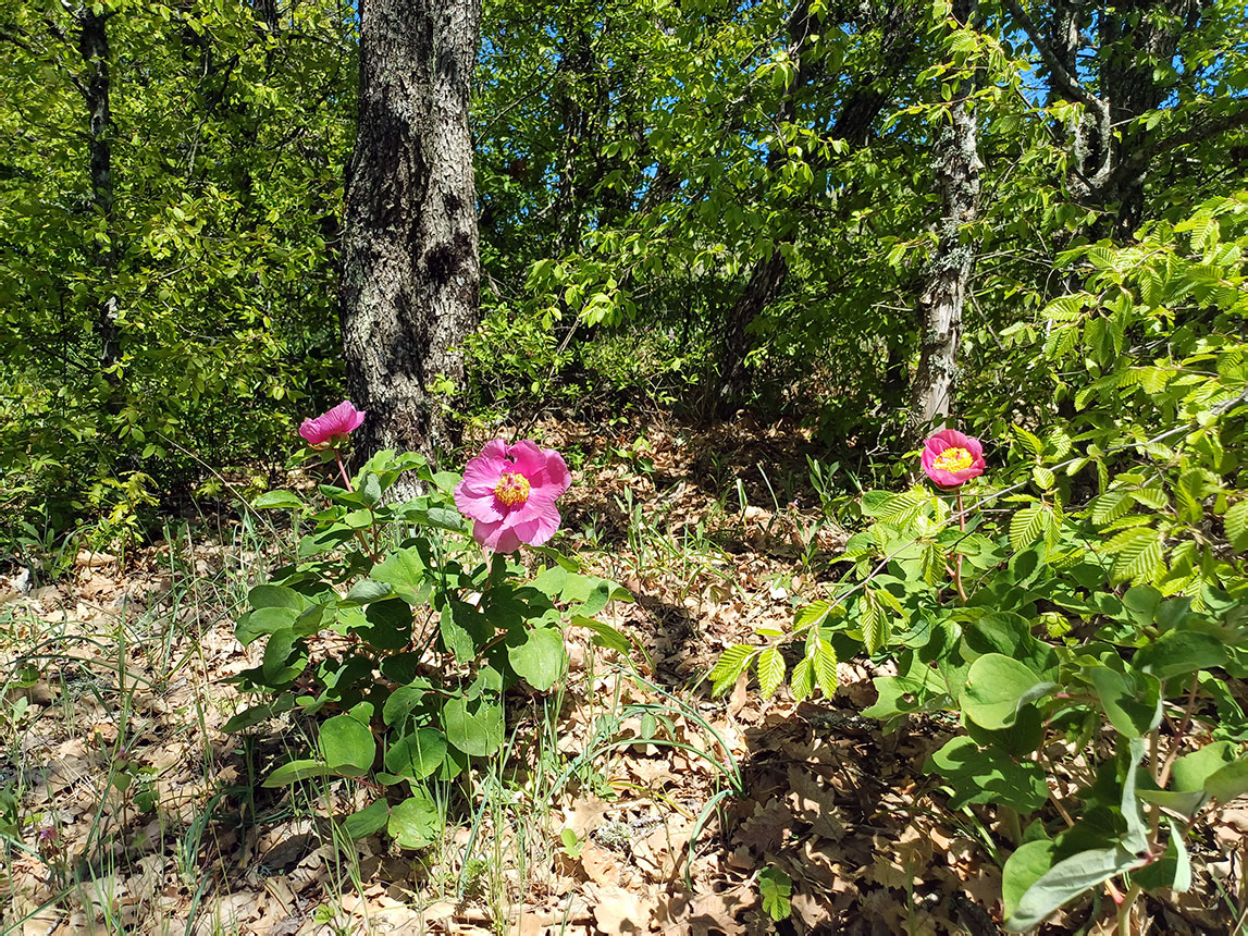 Хребет Токлук-Сырт, image of landscape/habitat.