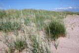 Пески Harilaid, image of landscape/habitat.