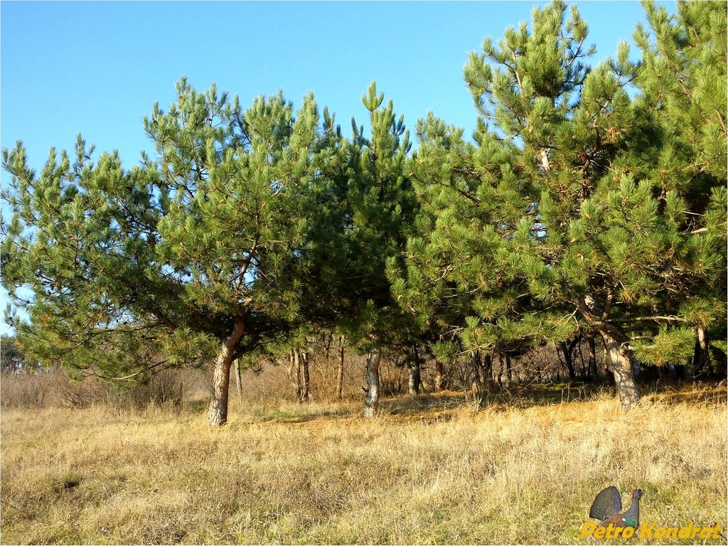 Харчатовский лес, image of landscape/habitat.