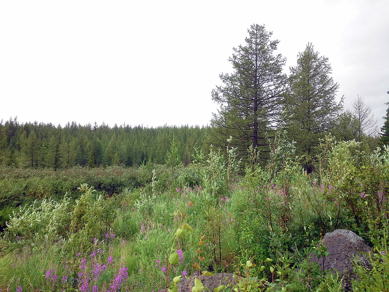 Ручей Желтый, image of landscape/habitat.