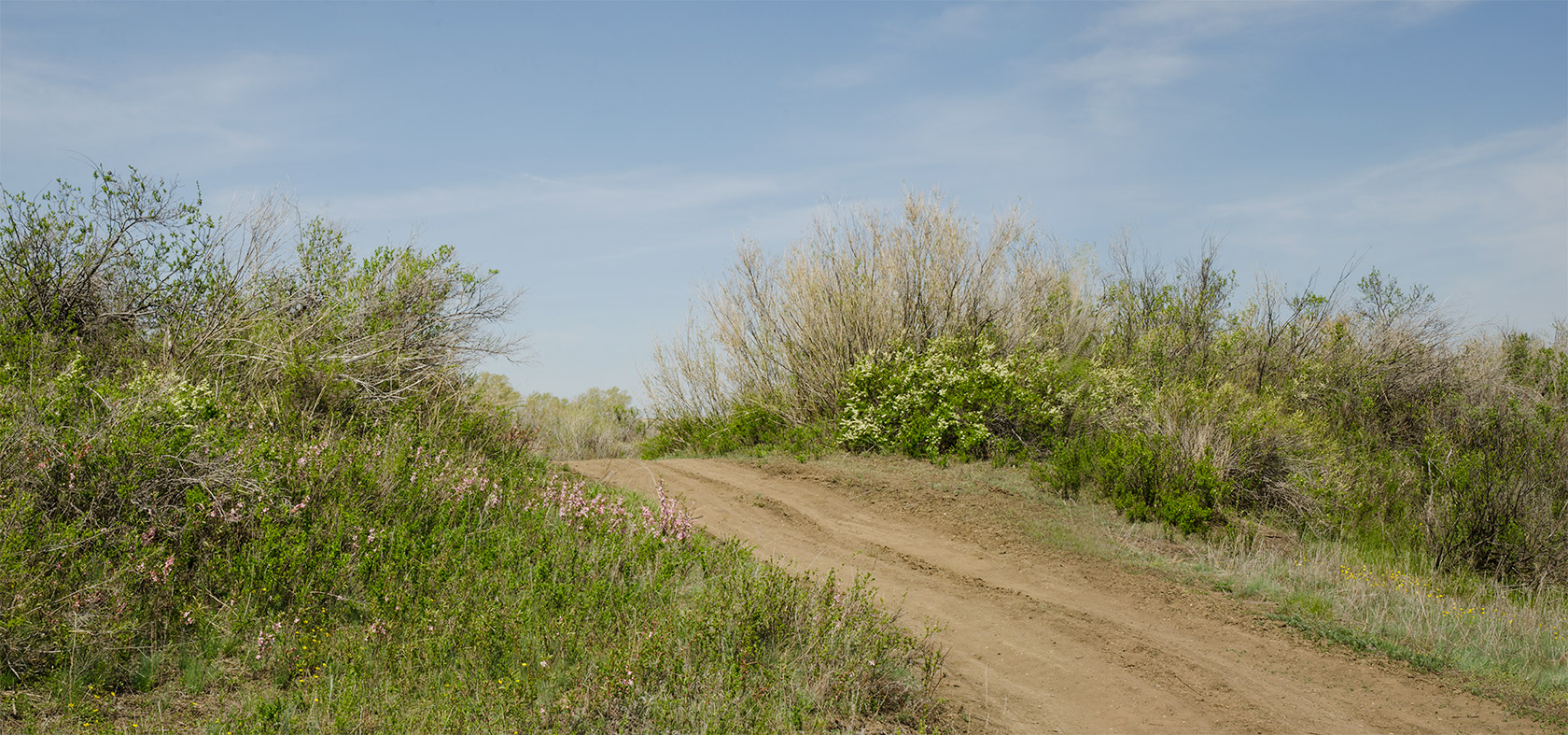 Соколки, image of landscape/habitat.