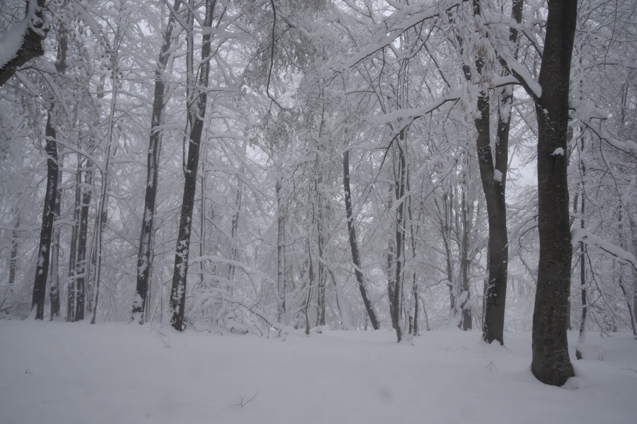 Свято-Михайловский монастырь, image of landscape/habitat.
