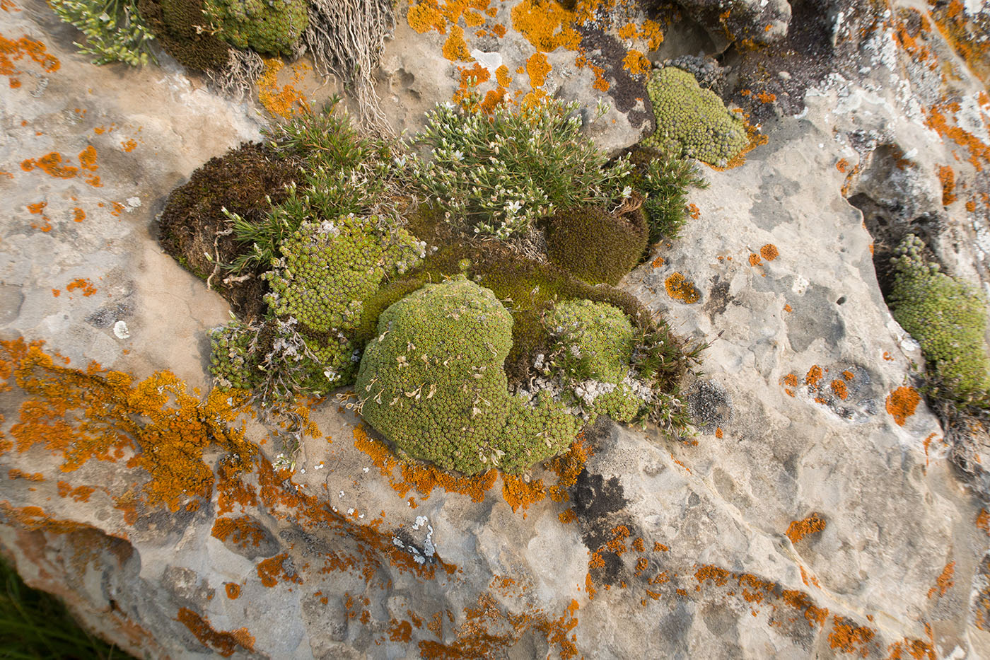 Малый Бермамыт, image of landscape/habitat.