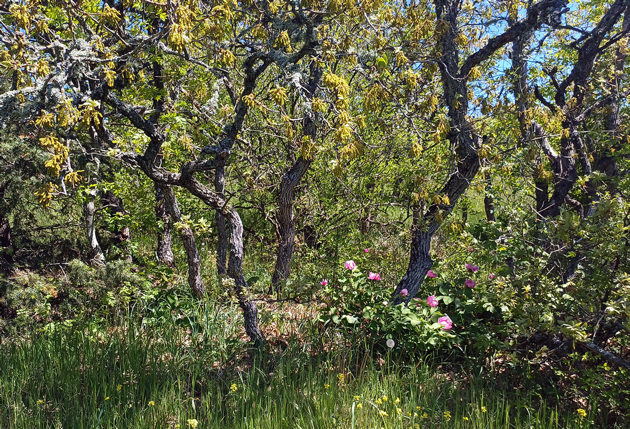 Хребет Токлук-Сырт, image of landscape/habitat.
