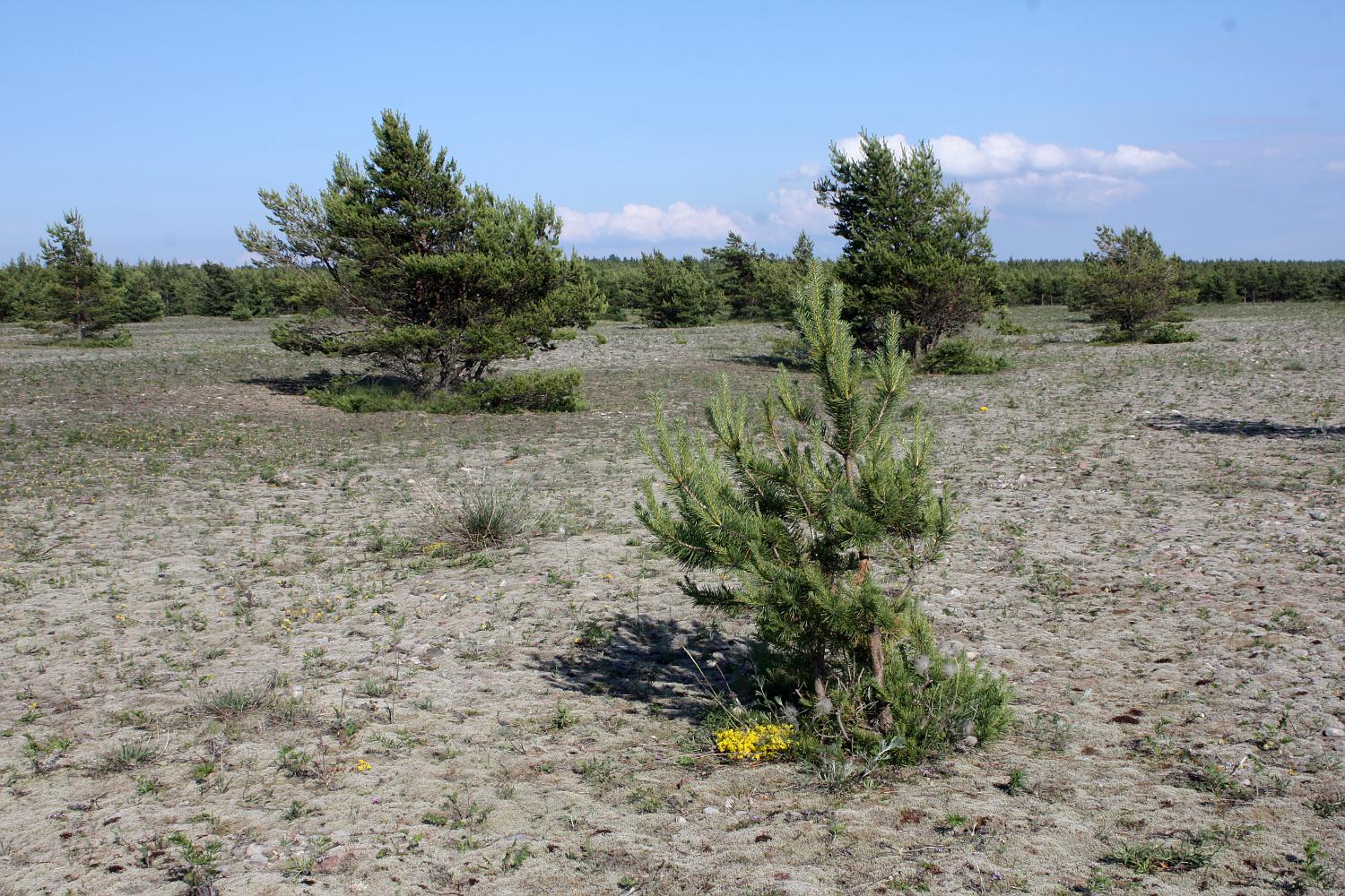 Пески Harilaid, image of landscape/habitat.