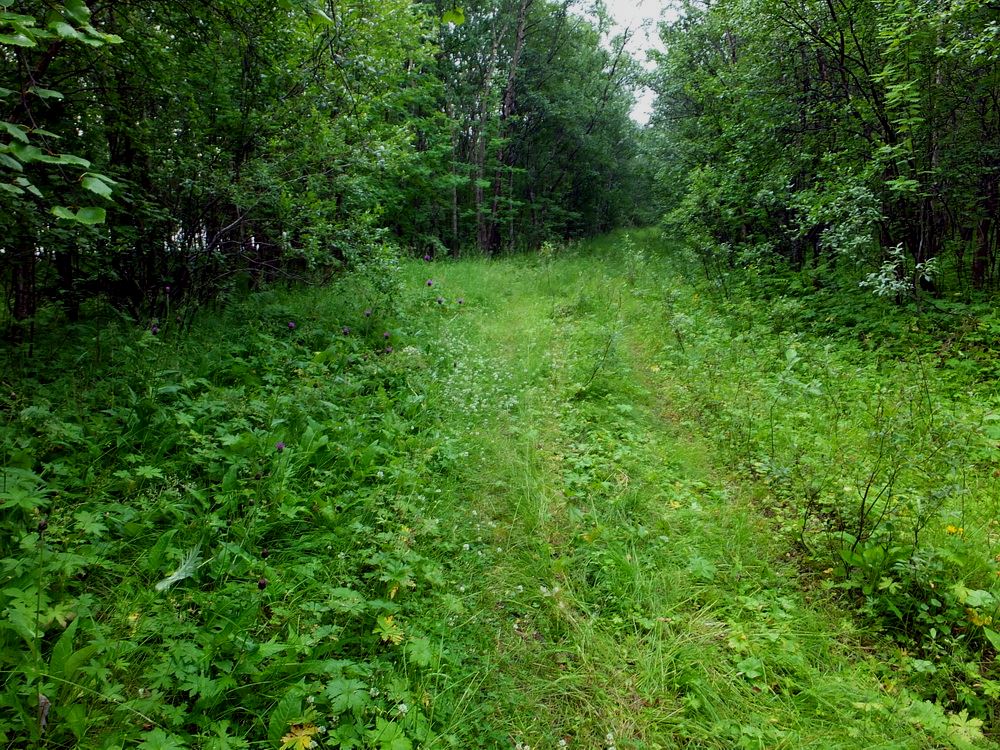 Окрестности посёлка Росляково, image of landscape/habitat.