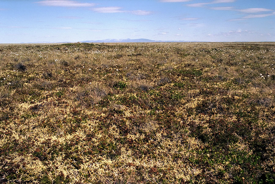 Айопечан, image of landscape/habitat.