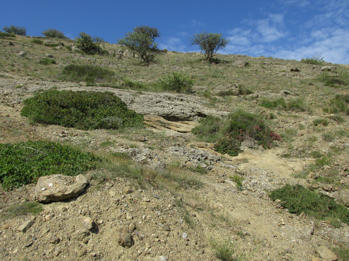 Меганом, image of landscape/habitat.