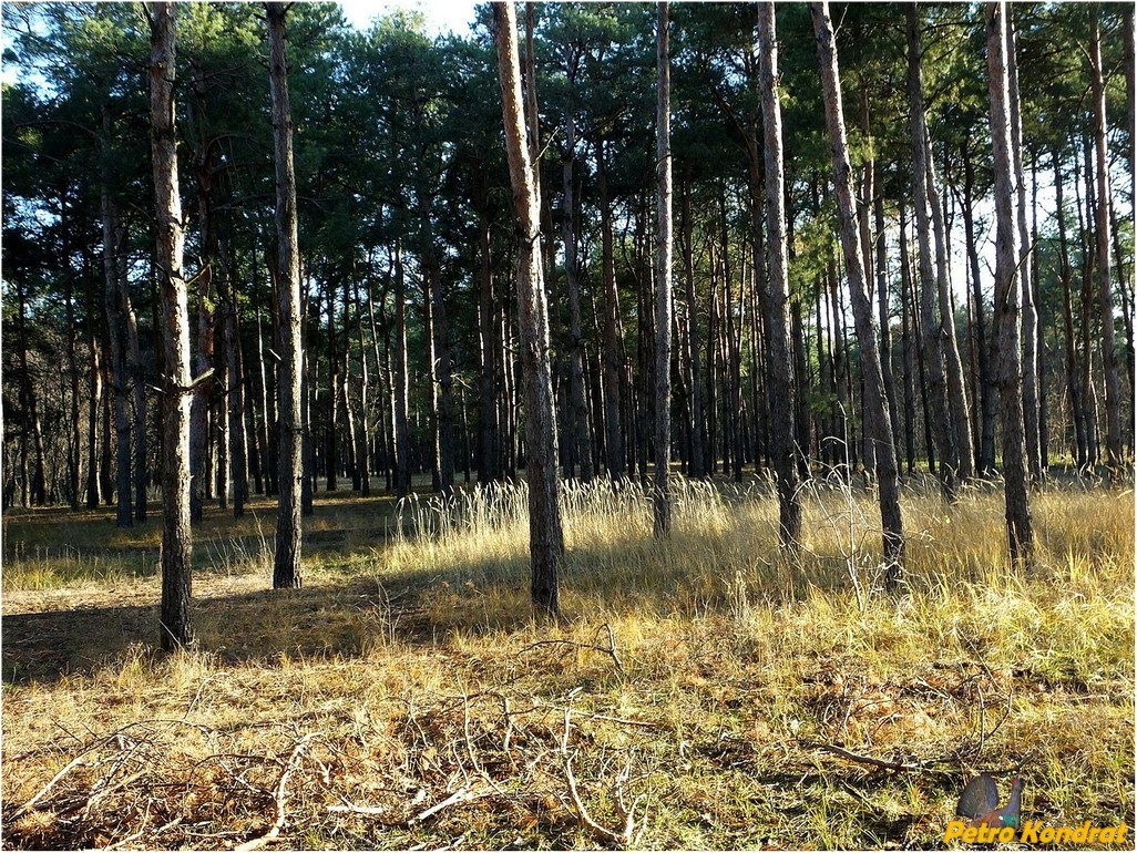 Харчатовский лес, image of landscape/habitat.