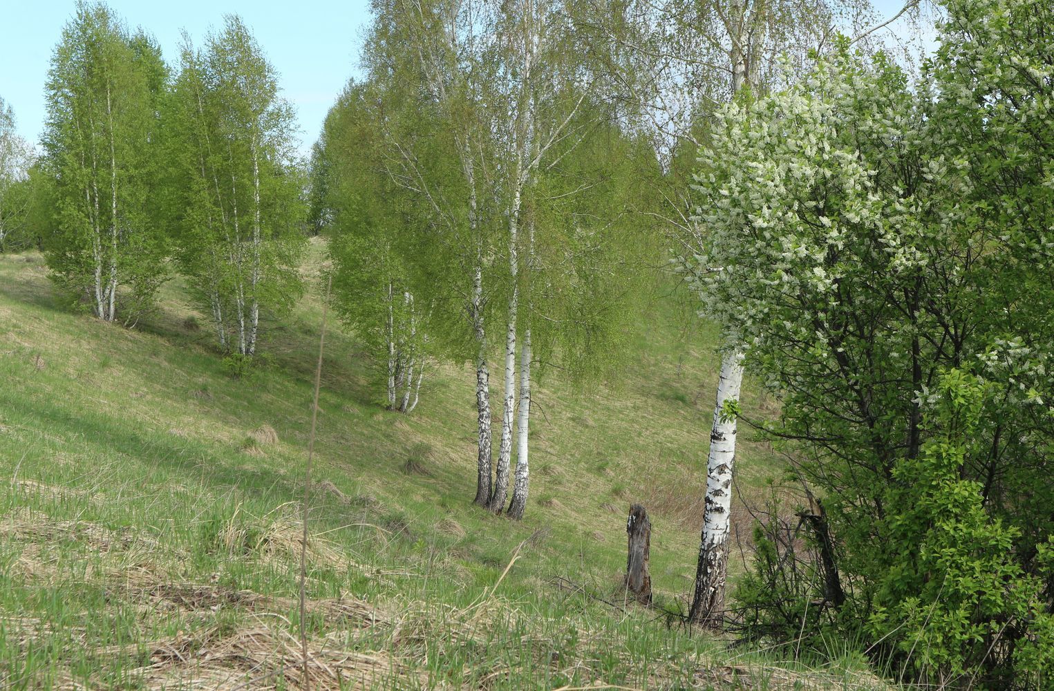 Окрестности села Свиногорье, image of landscape/habitat.