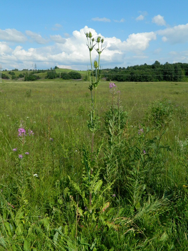Смоленск, image of landscape/habitat.