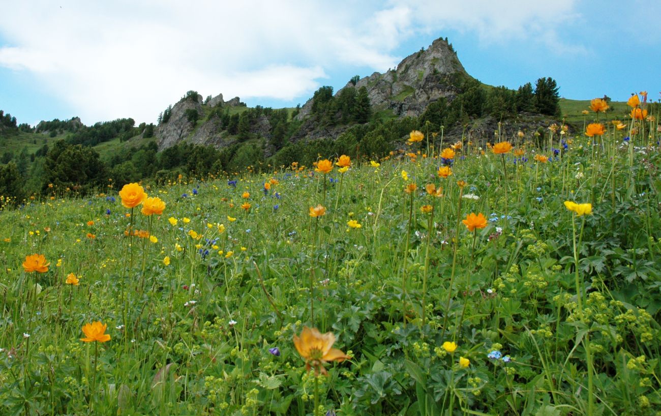 Водораздел р. Аккем и р. Аргут, image of landscape/habitat.