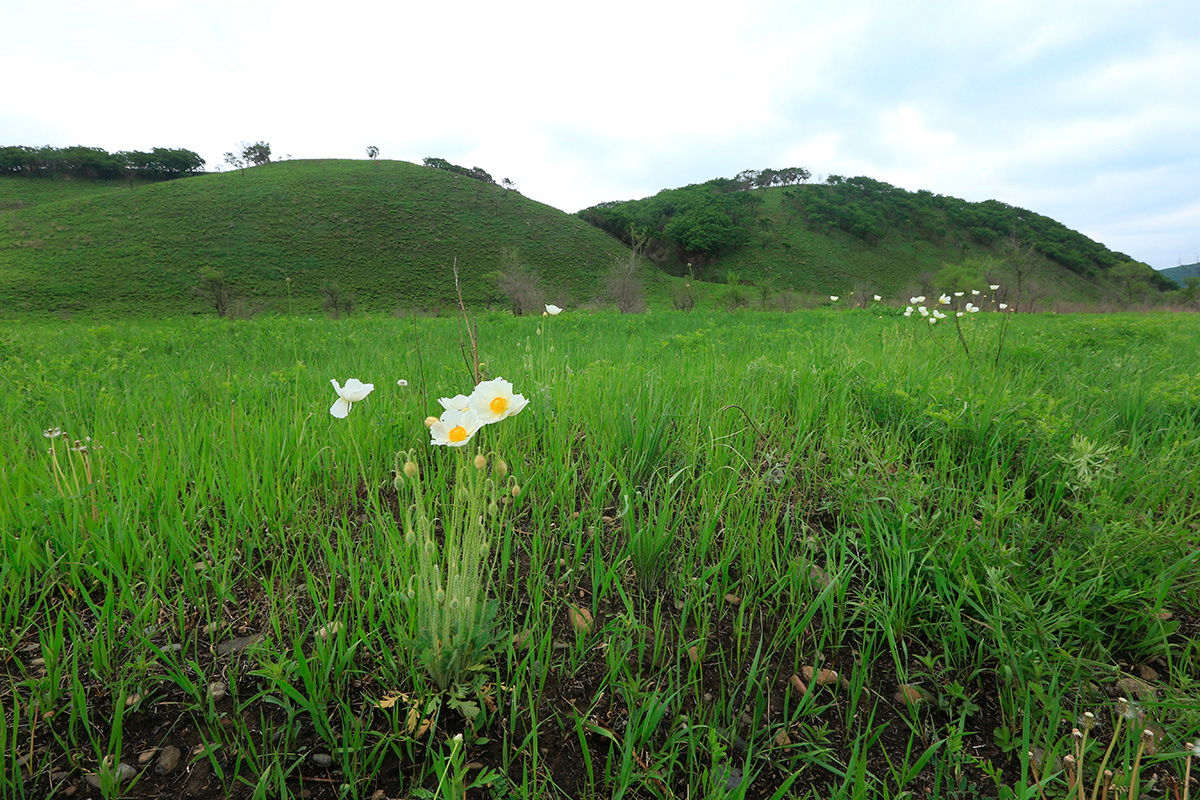 Чернятино, image of landscape/habitat.