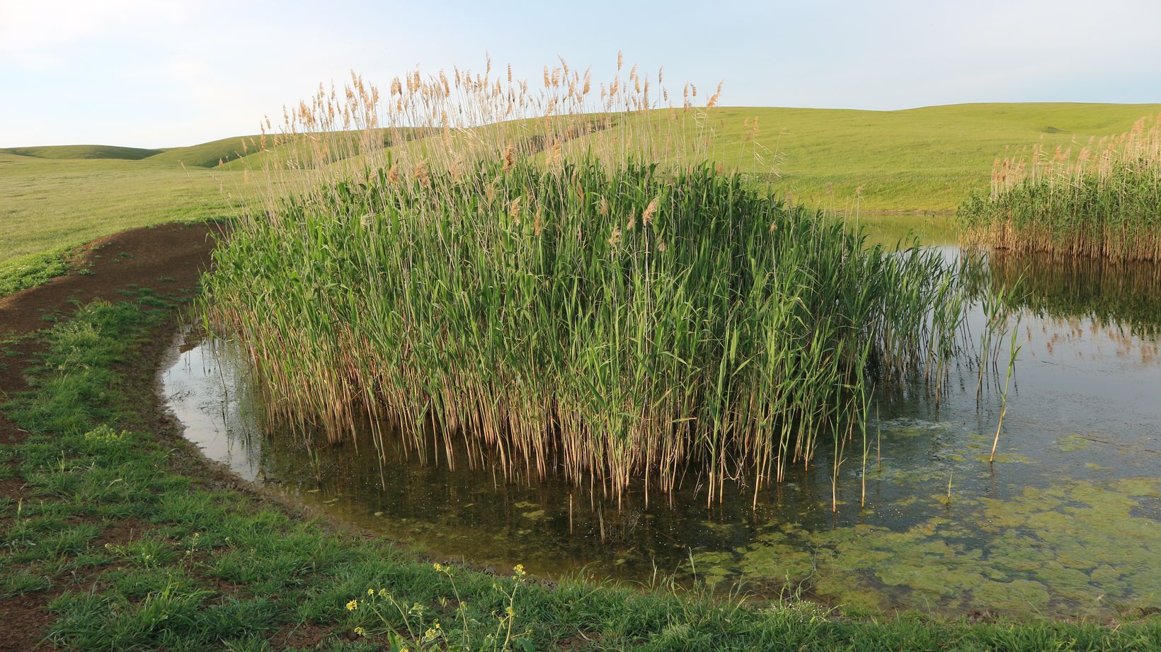 Карабетова сопка, image of landscape/habitat.