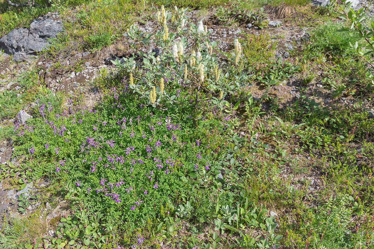 Долина Кукисвум, image of landscape/habitat.