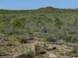 Озеро Дубыгалинское (Окуньки), image of landscape/habitat.