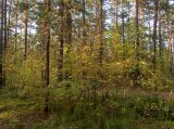 Image of landscape