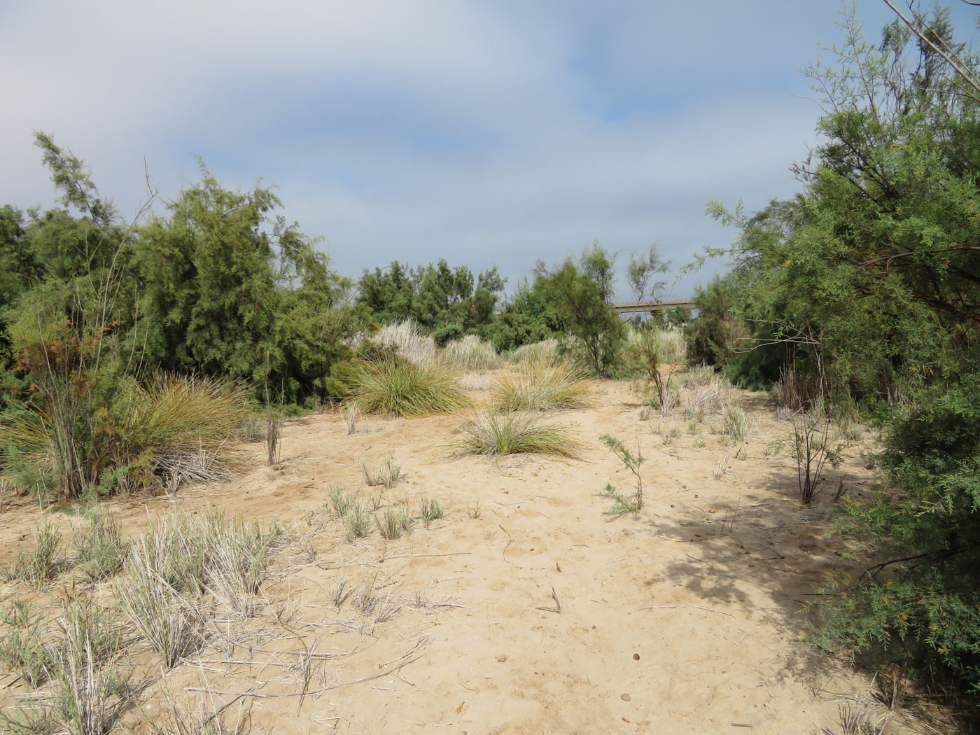 Свакомпунд и окрестности, image of landscape/habitat.
