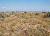 Витязевский лиман, image of landscape/habitat.