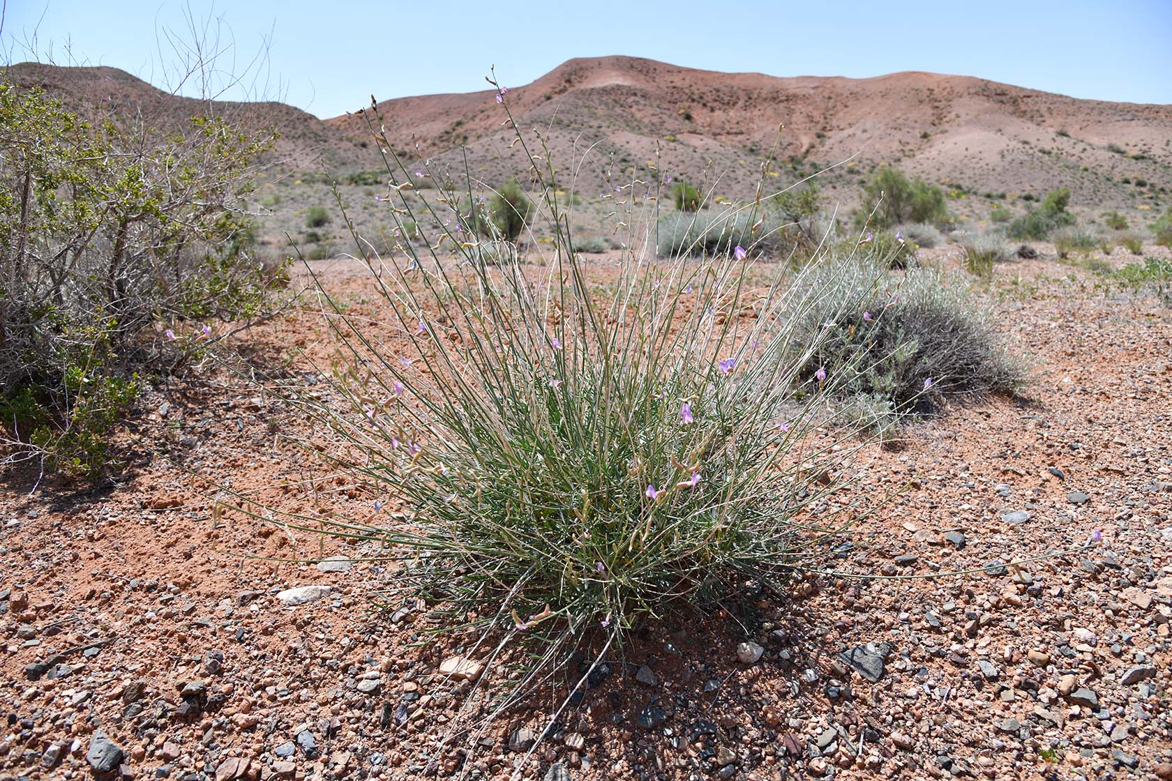 Горы Улькен-Богуты, image of landscape/habitat.