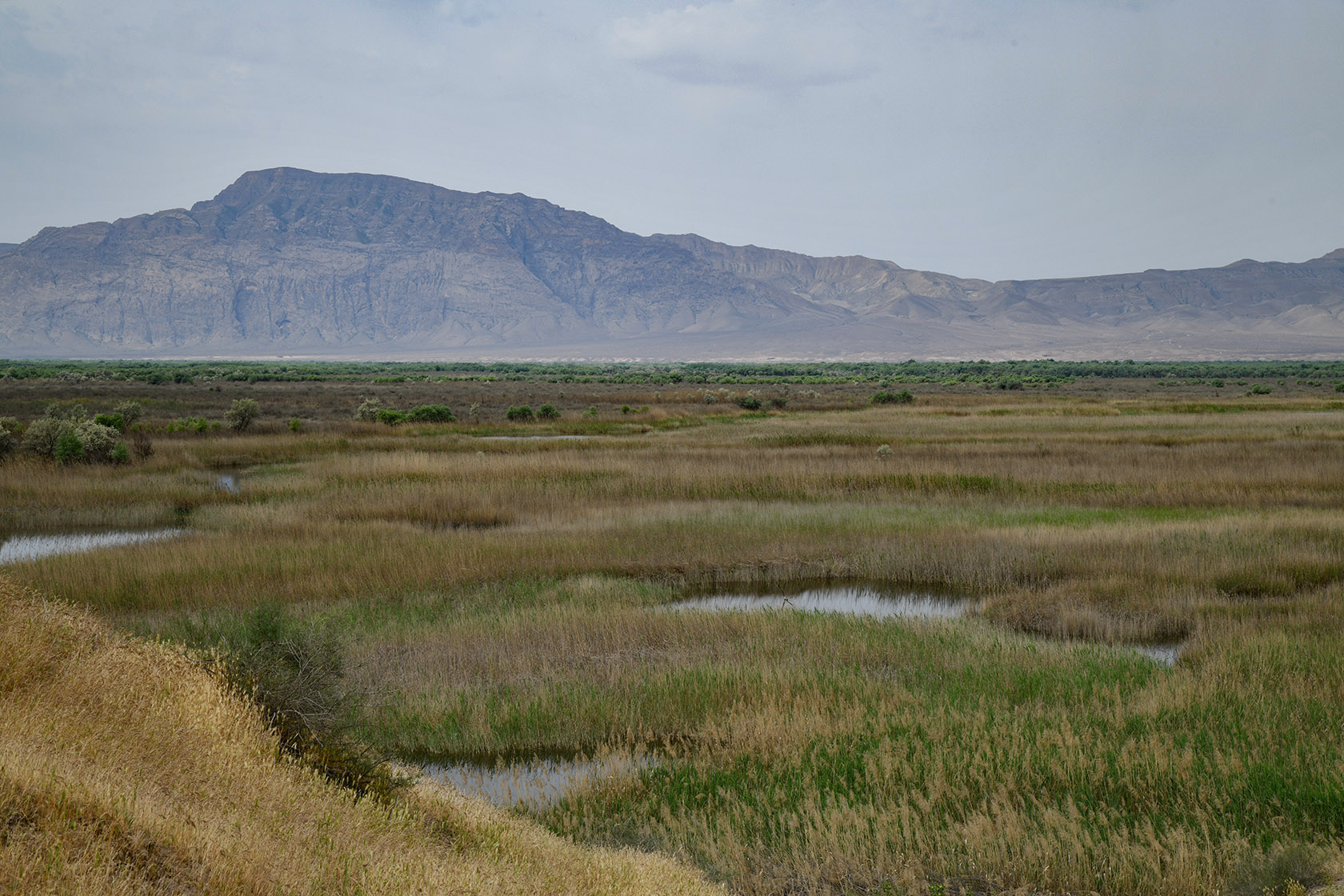 "Королевская дача", image of landscape/habitat.