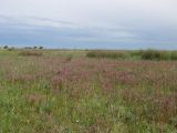 Арабатская стрелка, image of landscape/habitat.