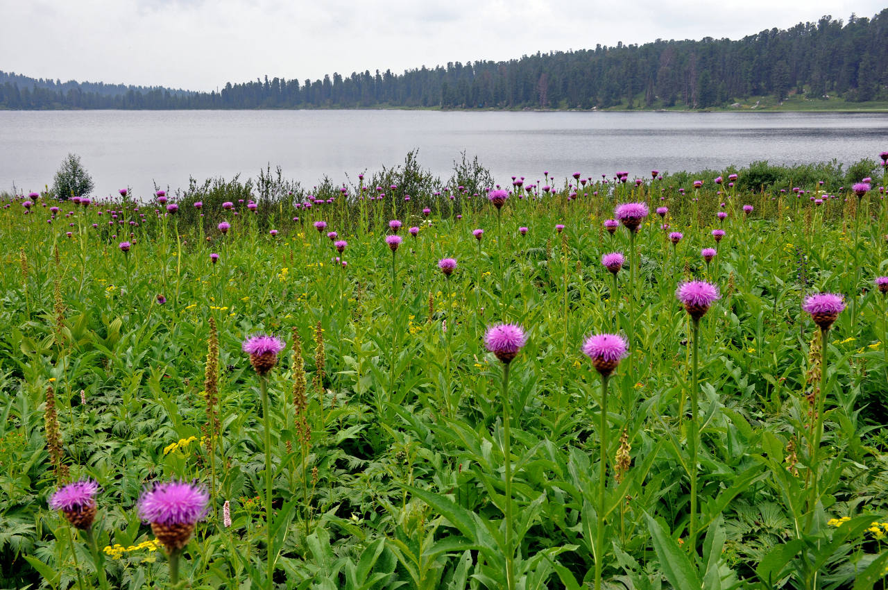 Озеро Светлое, image of landscape/habitat.