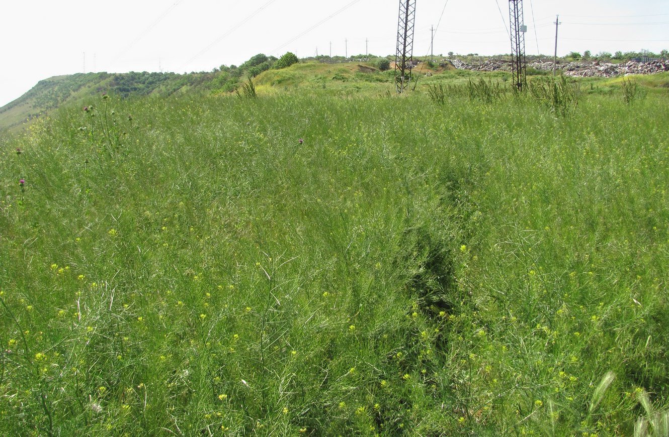 Избербаш, image of landscape/habitat.