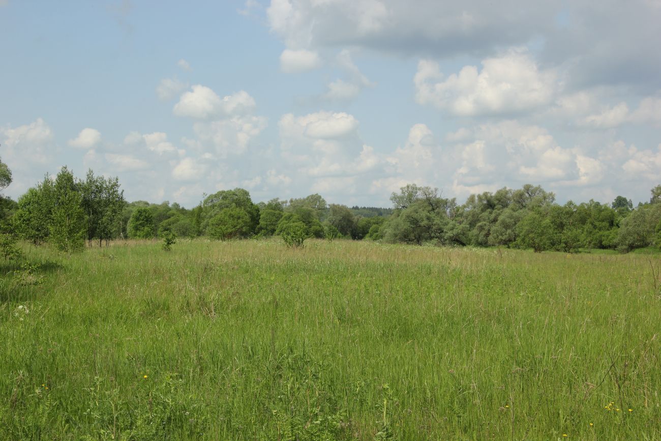 Окрестности деревни Сатино, image of landscape/habitat.