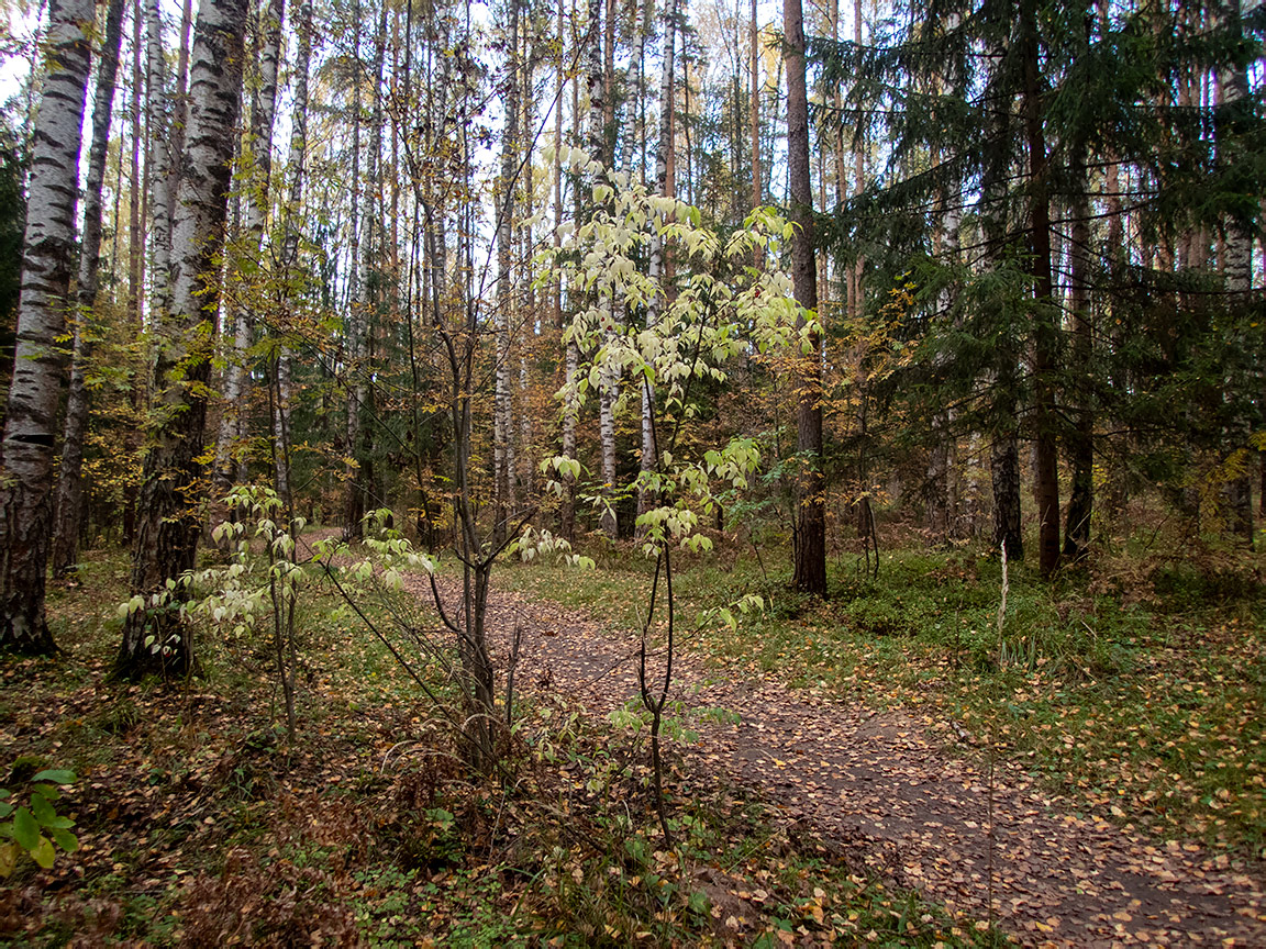 Дубна, image of landscape/habitat.