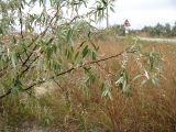 Между Саки и Евпаторией, image of landscape/habitat.