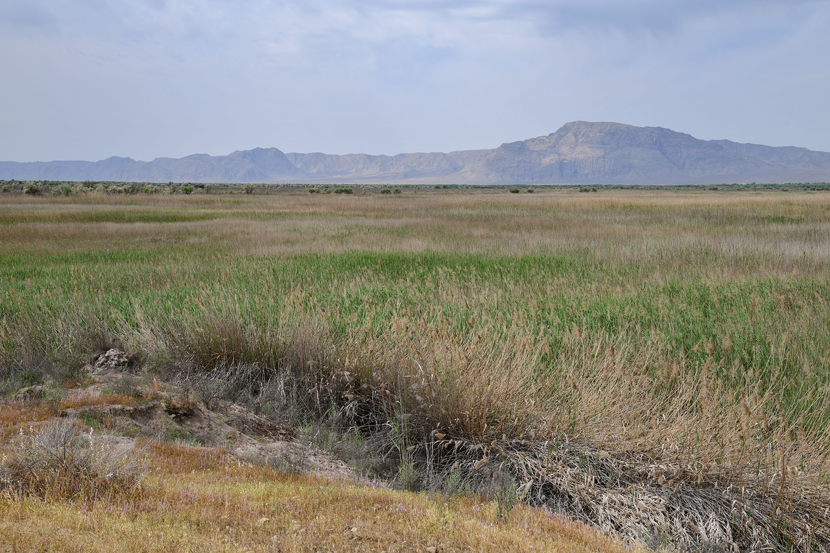 "Королевская дача", image of landscape/habitat.