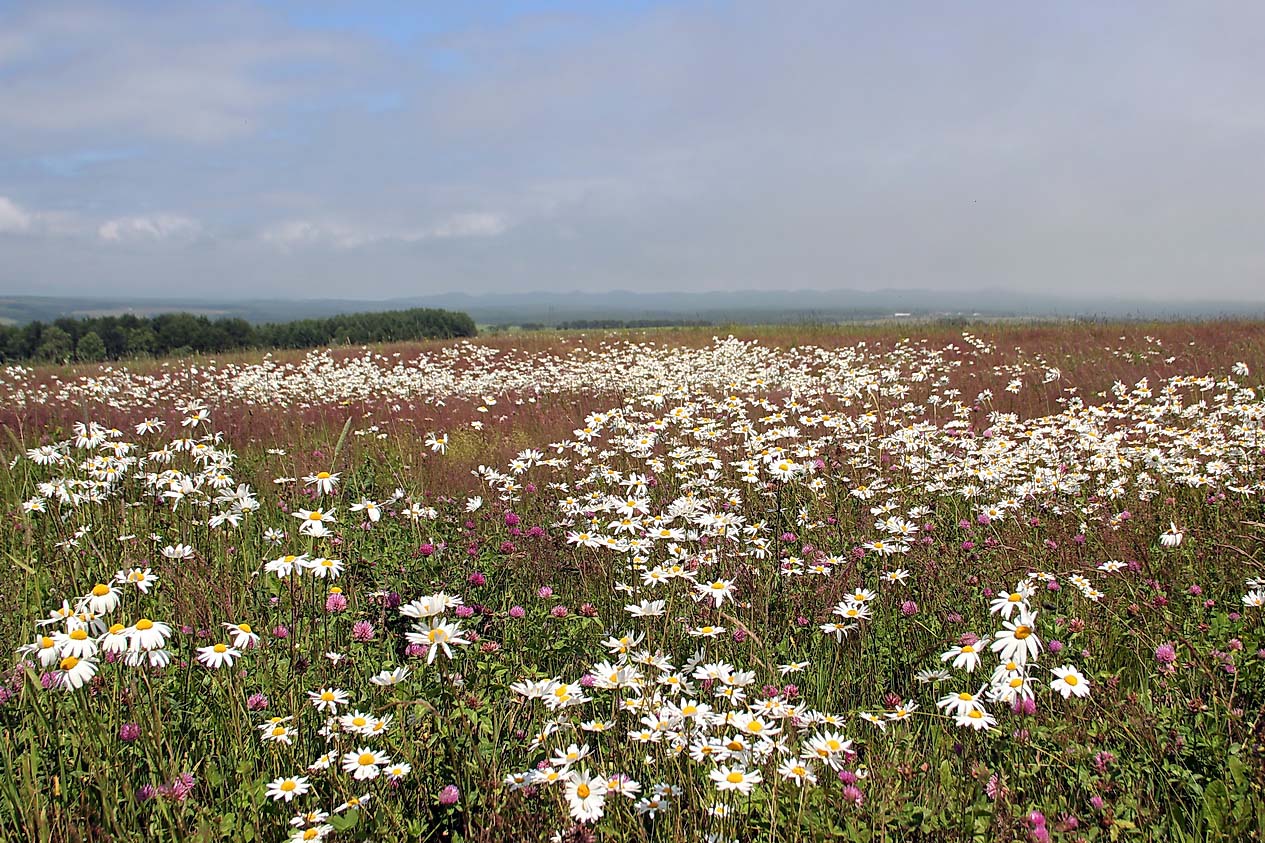Южно-Сахалинск, image of landscape/habitat.