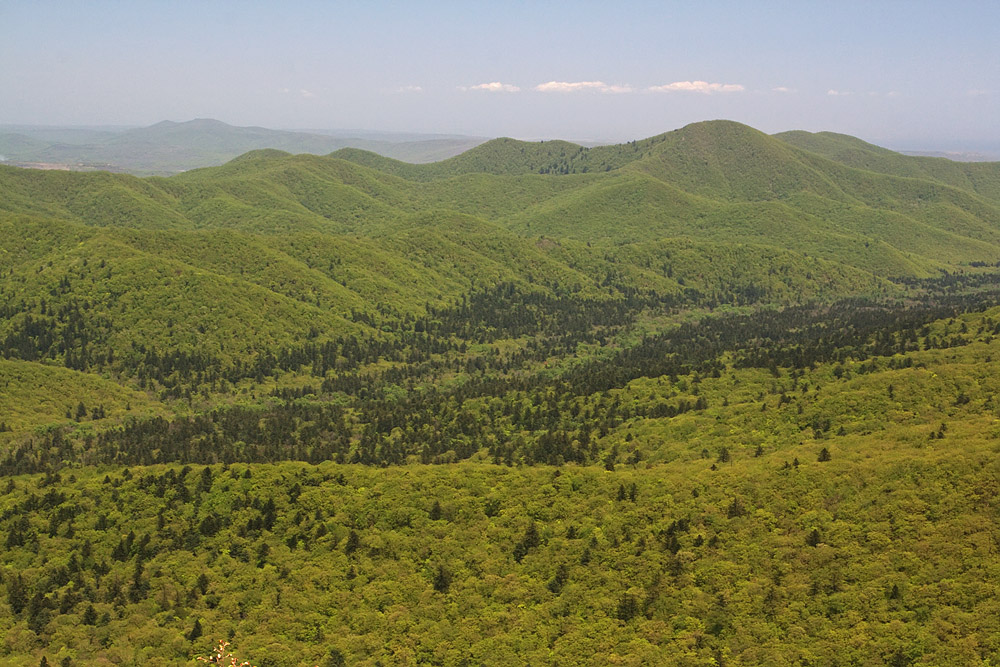 Кедровая падь, image of landscape/habitat.