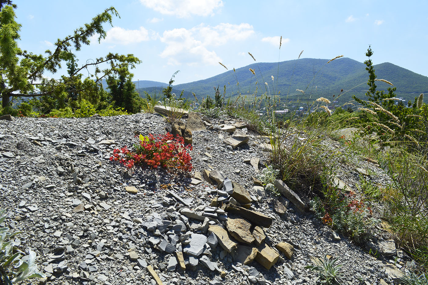 Озерейка, image of landscape/habitat.