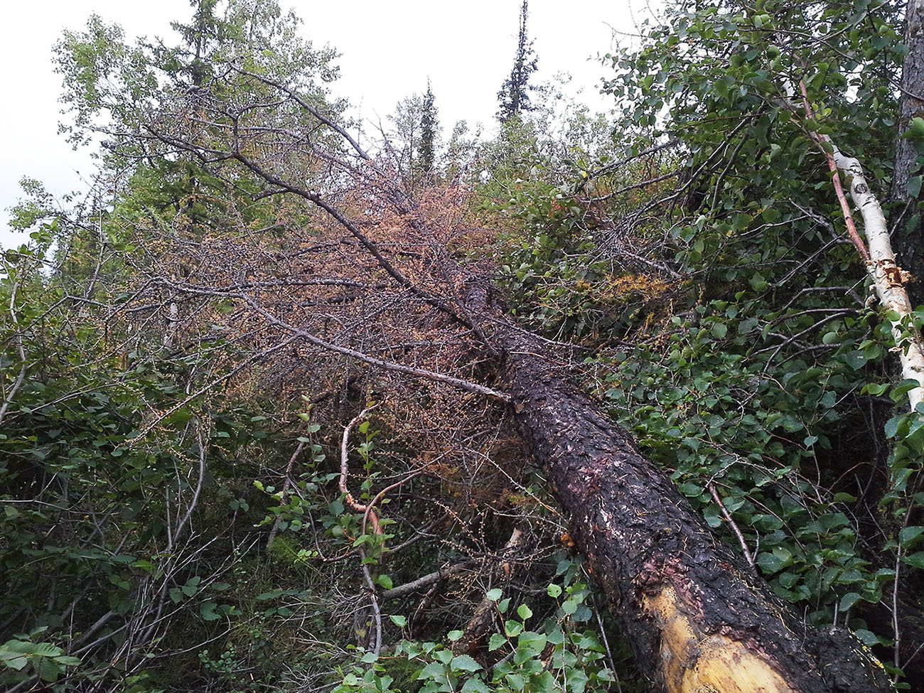 Ханмей в окрестностях Обской, image of landscape/habitat.