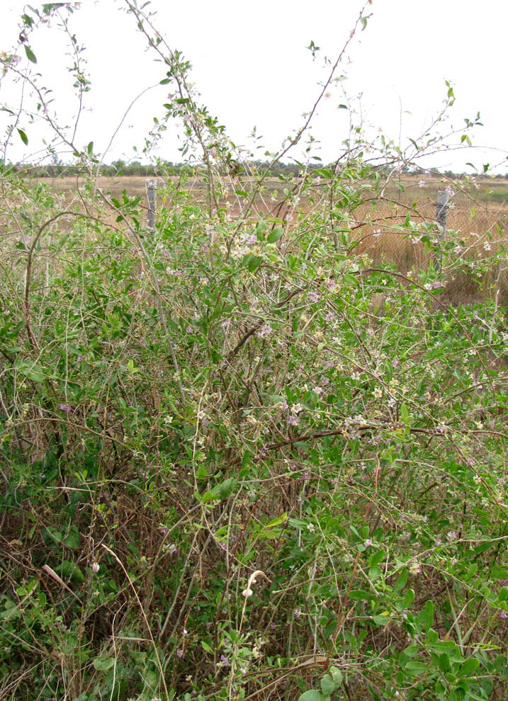 Между Саки и Евпаторией, image of landscape/habitat.