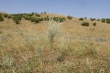 Башлыкент, image of landscape/habitat.