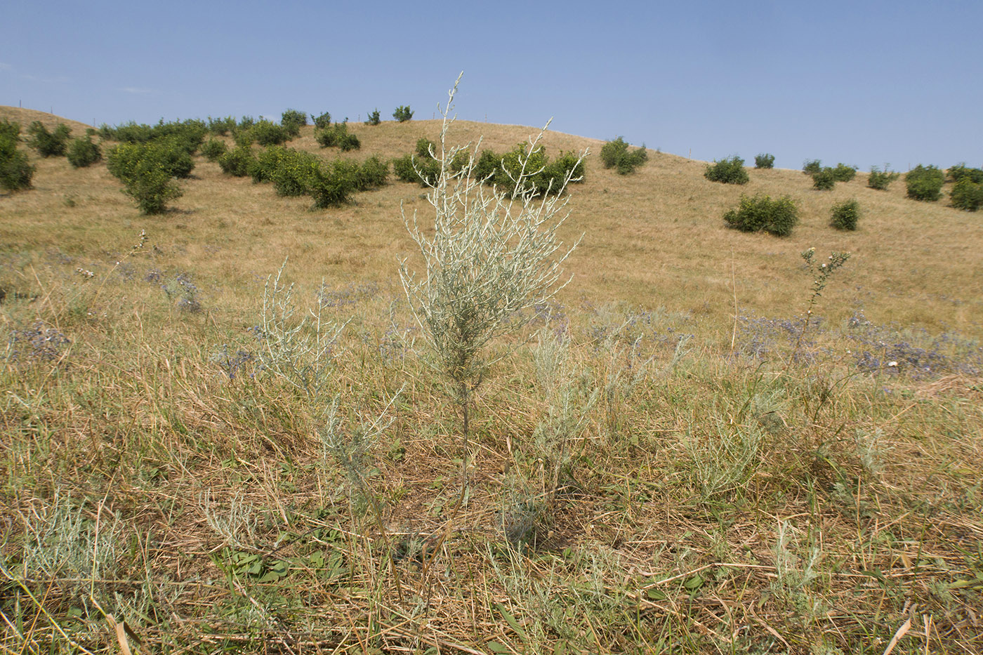 Башлыкент, image of landscape/habitat.