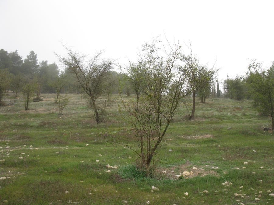 Лес Лаав, image of landscape/habitat.
