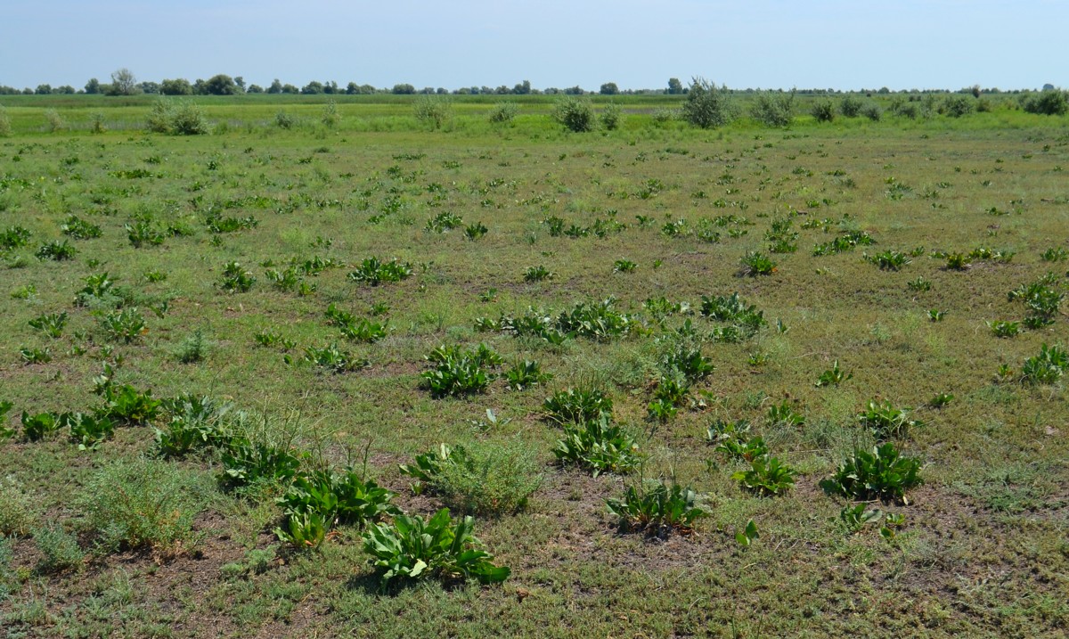 Ямное, image of landscape/habitat.