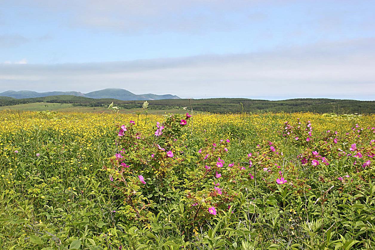 Южно-Сахалинск, image of landscape/habitat.