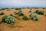 Опукский природный заповедник, image of landscape/habitat.