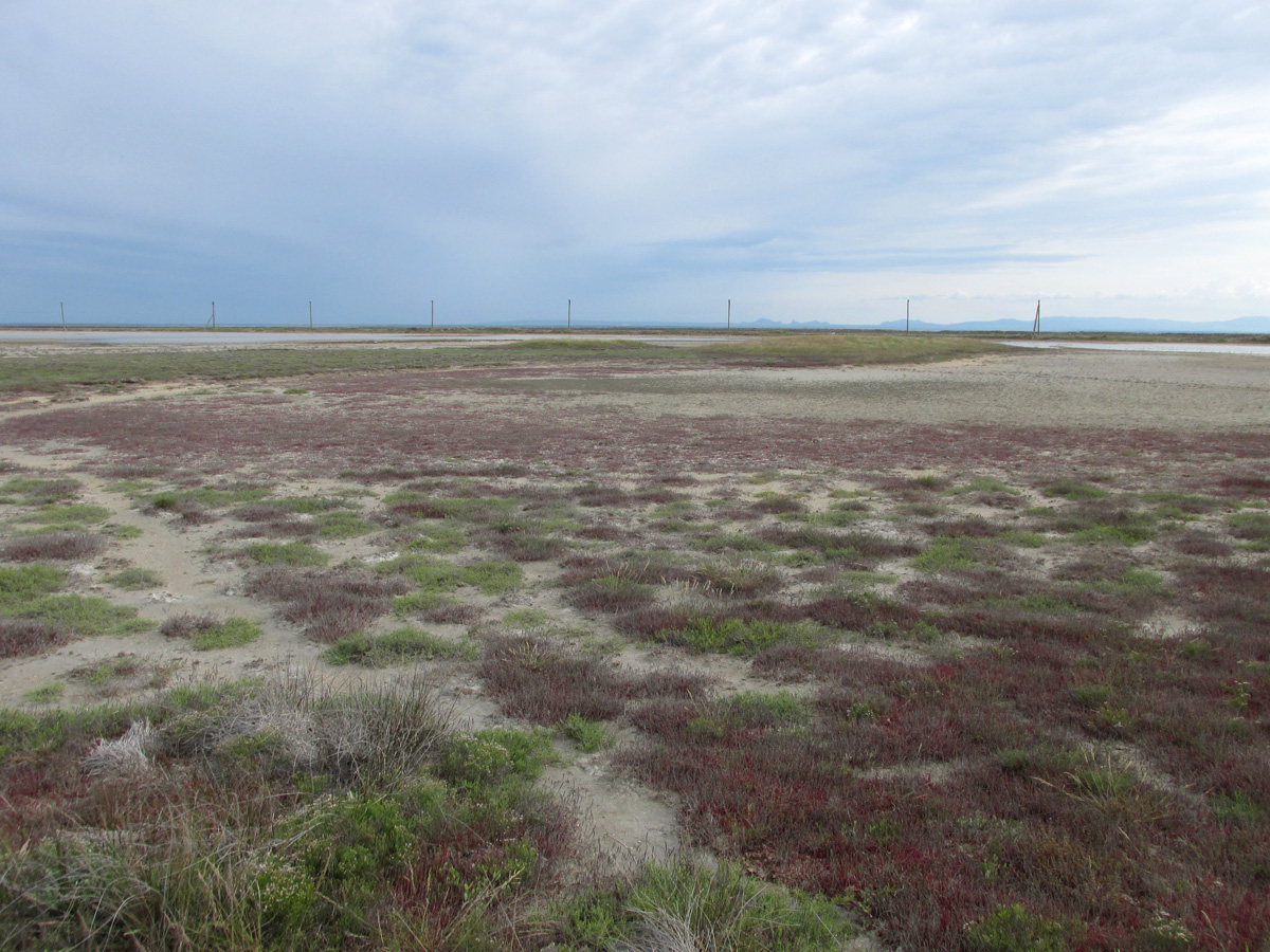 Арабатская стрелка, image of landscape/habitat.