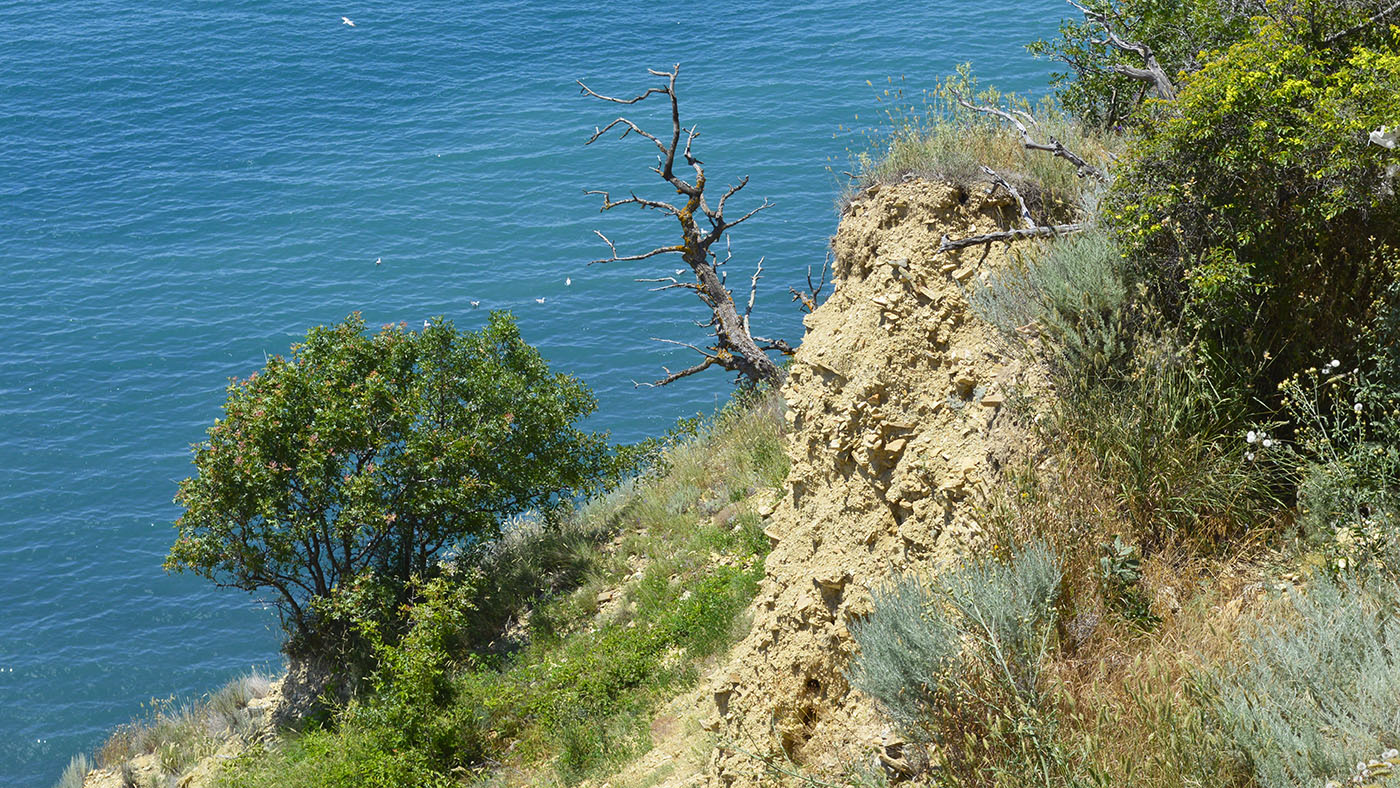 Гора Орёл, image of landscape/habitat.